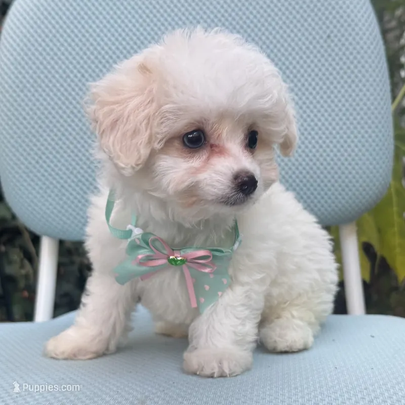 💗 Baby Girl Puppy 💗 – Maltipoo, Poodle - Toy  puppy for sale in Garden Grove, CA
