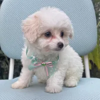 💗 Baby Girl Puppy 💗, a female Maltipoo and Poodle - Toy  for sale in Garden Grove, CA – 1 of 1