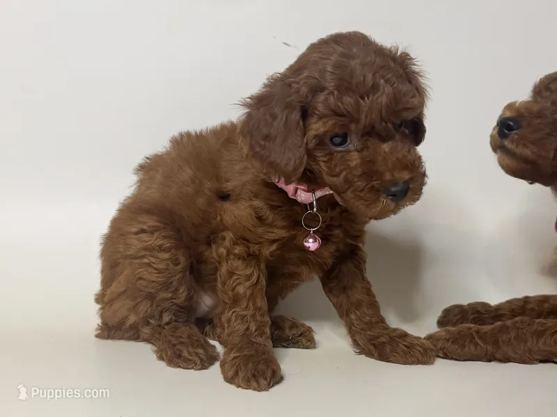 Female Red Toy Poodle  – Poodle - Toy  puppy for sale in Garden Grove, CA