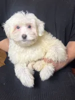 Malti-Poo Male , a male Maltese and Poodle - Toy  for sale in Garden Grove, CA – 1 of 1