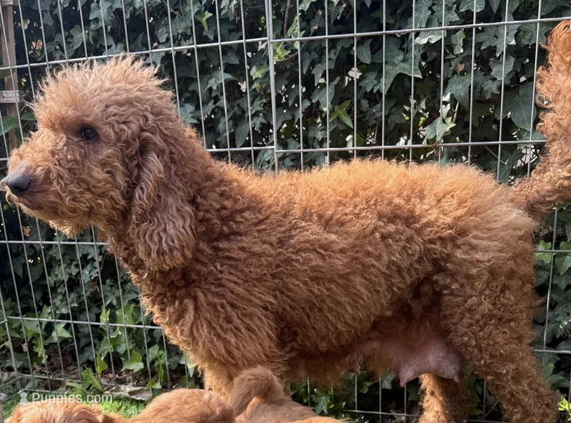 Red Goldendoodle Female – Goldendoodle, Miniature Goldendoodle puppy for sale in Garden Grove, CA