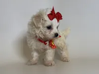 Female Malti-Poo Pup 🐶 , a female Maltipoo and Maltese for sale in Garden Grove, CA – 1 of 1