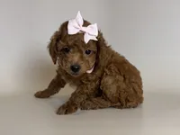 Female Poodle Puppy 🐶 , a female Poodle - Toy  and Poodle - Miniature  for sale in Garden Grove, CA – 1 of 2