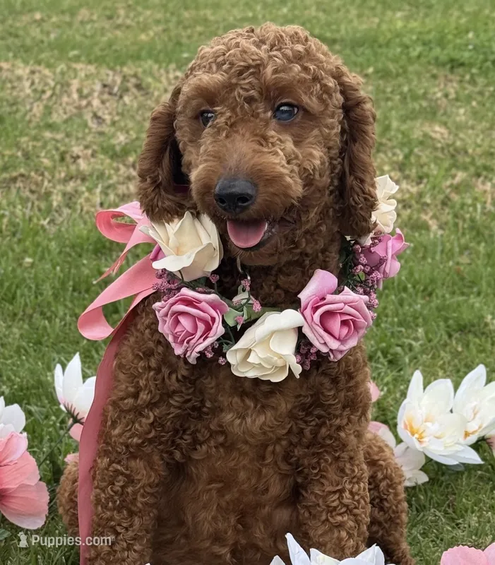 Adult Goldendoodle (Mini)  – Goldendoodle, Miniature Goldendoodle puppy for sale in Garden Grove, CA