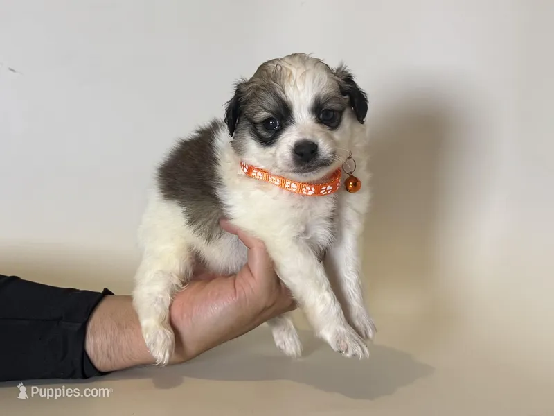 XXS Male Puppy  – Maltipoo, Shihpoo puppy for sale in Garden Grove, CA