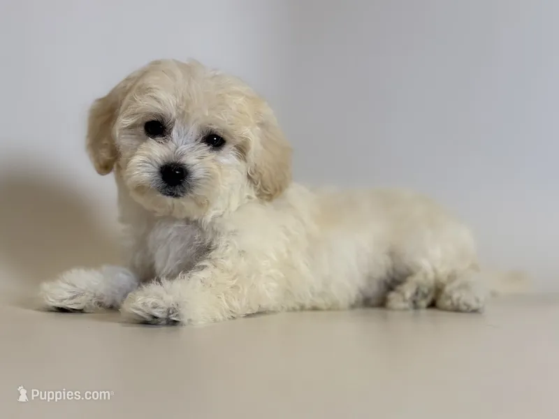 OLAF – Maltipoo, Poodle - Toy  puppy for sale in Garden Grove, CA