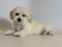 OLAF, a male Maltipoo and Poodle - Toy  for sale in Garden Grove, CA – 1 of 2