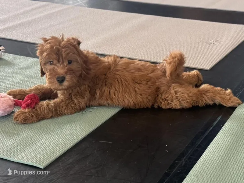 Mini Doodle 🐾 – Goldendoodle, Miniature Goldendoodle puppy for sale in Garden Grove, CA