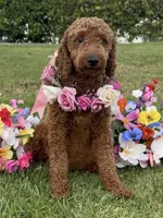 RED Goldendoodle , a female Goldendoodle and Miniature Goldendoodle for sale in Garden Grove, CA – 1 of 1