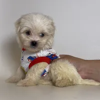Male XS Maltipoo , a male Maltipoo and Poodle - Toy  for sale in Garden Grove, CA – 1 of 2