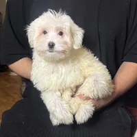 White Puppy, a male Maltipoo and Poodle - Toy  for sale in Garden Grove, CA – 1 of 1