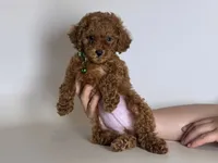 TOY SIZE Male Poodle 🐶, a male Poodle - Toy  and Poodle - Miniature  for sale in Garden Grove, CA – 1 of 1