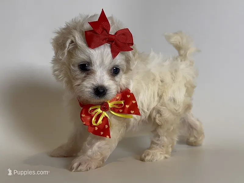 XXS Female Maltipoo  – Maltipoo, Poodle - Toy  puppy for sale in Garden Grove, CA