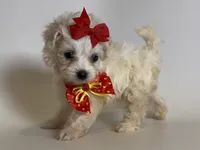 XXS Female Maltipoo , a female Maltipoo and Poodle - Toy  for sale in Garden Grove, CA – 1 of 2