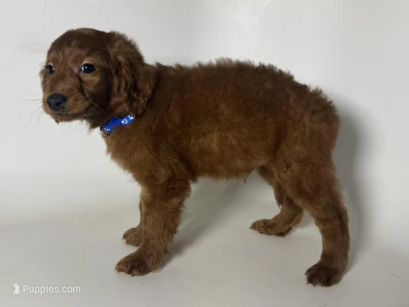 Mini Dooodle , a male Poodle - Miniature  and Miniature Goldendoodle for sale in Garden Grove, CA – Photo 1 of 1