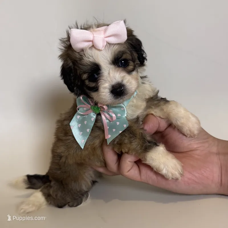 TINY Brown Maltipoo 💕 – Maltipoo, Poodle - Toy  puppy for sale in Garden Grove, CA