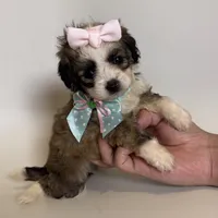 TINY Brown Maltipoo 💕, a female Maltipoo and Poodle - Toy  for sale in Garden Grove, CA – 1 of 2