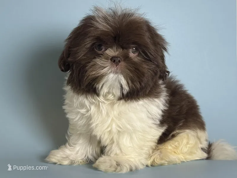 Imperial Shih Tzu 🐶 – Shih Tzu puppy for sale in Garden Grove, CA