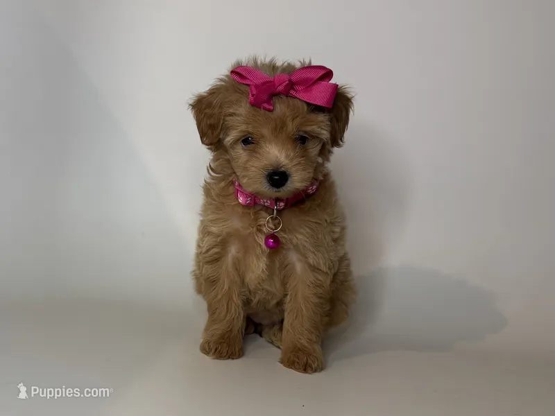 TeddyBear Face Puppy 🧸