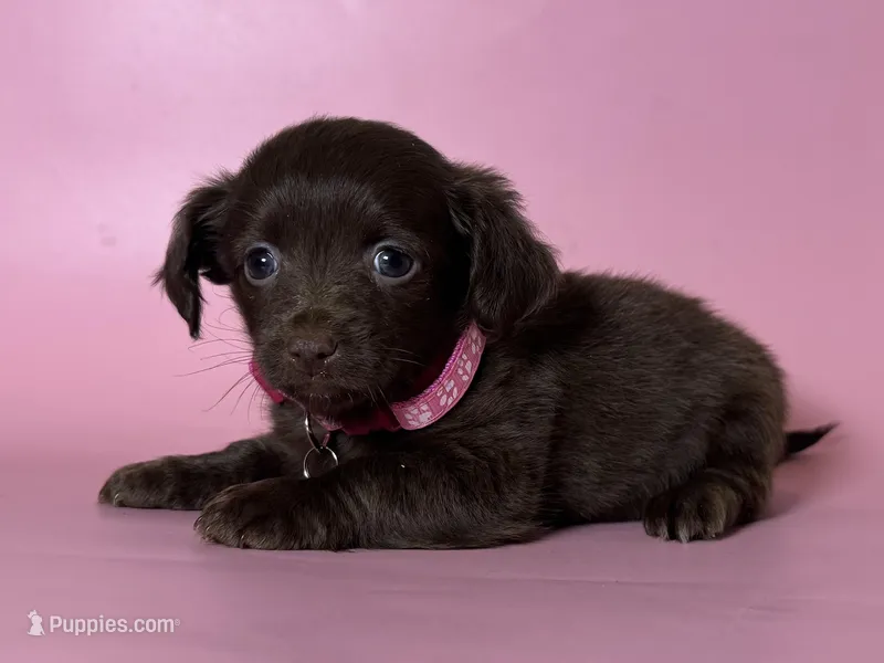 Doxie Mix Puppy 🐶  – Maltipoo, Miniature Dachshund puppy for sale in Garden Grove, CA