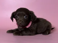 Doxie Mix Puppy 🐶 , a female Maltipoo and Miniature Dachshund for sale in Garden Grove, CA – 1 of 1