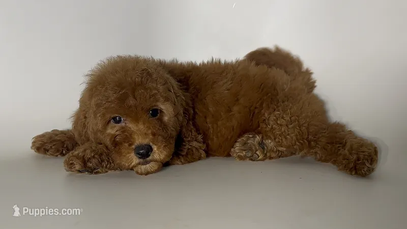 Perfect Mini Goldendoodle  – Poodle - Miniature , Miniature Goldendoodle puppy for sale in Garden Grove, CA