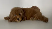 Perfect Mini Goldendoodle , a female Poodle - Miniature  and Miniature Goldendoodle for sale in Garden Grove, CA – 1 of 1