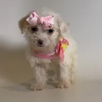 Female Maltipoo, a female Maltipoo and Poodle - Toy  for sale in Garden Grove, CA – 2 of 2