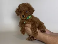 RED COLOR Toy Poodle 🐩 , a male Poodle - Toy  and Poodle - Miniature  for sale in Garden Grove, CA – 1 of 1