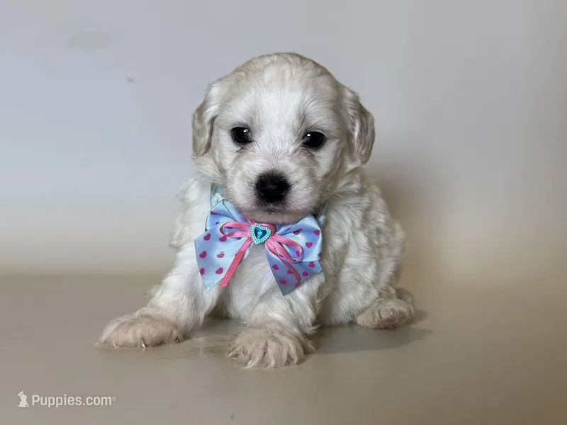 White Malti-Poo 🐶 – Maltipoo, Maltese puppy for sale in Garden Grove, CA