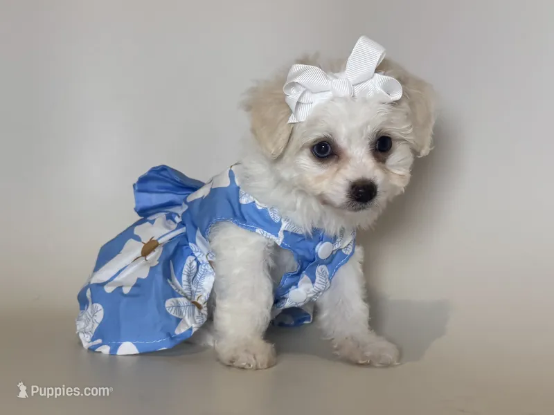 Tiny Maltipoo 🤍 – Maltipoo, Maltese puppy for sale in Garden Grove, CA