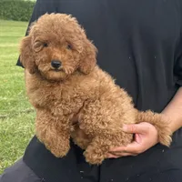 Bear Face Mini Doodle 🐻 , a male Poodle - Miniature  and Miniature Goldendoodle for sale in Garden Grove, CA – 1 of 2