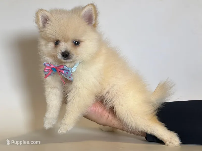 PURE Pomeranian 💙 – Pomeranian puppy for sale in Garden Grove, CA