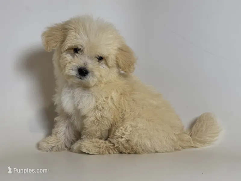 PERRRFECT Maltipoo!! 😱 – Maltipoo, Poodle - Toy  puppy for sale in Garden Grove, CA
