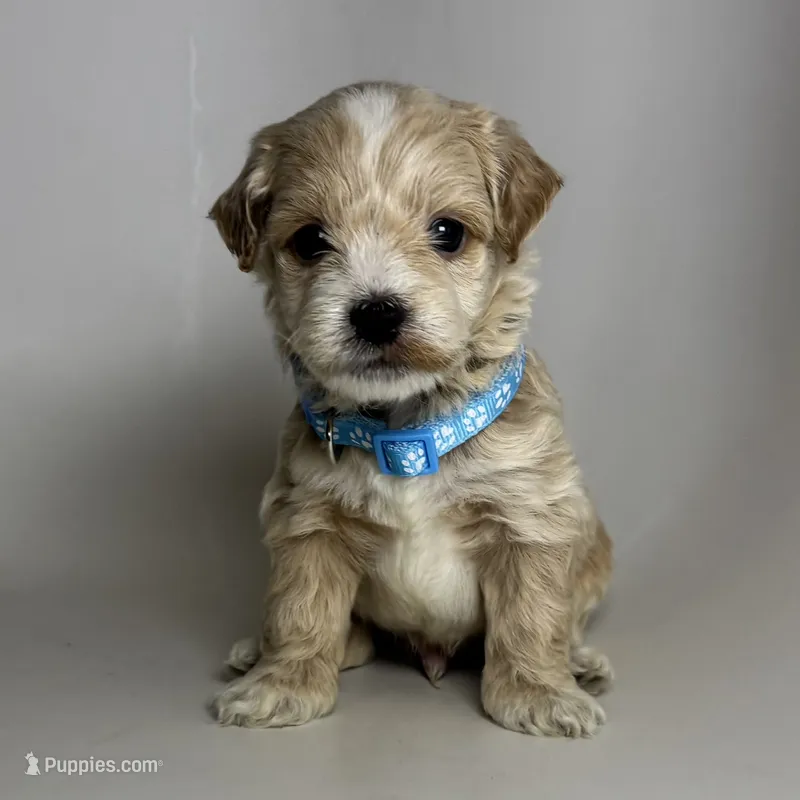 Apricot Malti-Poo 🐶🤎 – Maltipoo, Maltese puppy for sale in Garden Grove, CA
