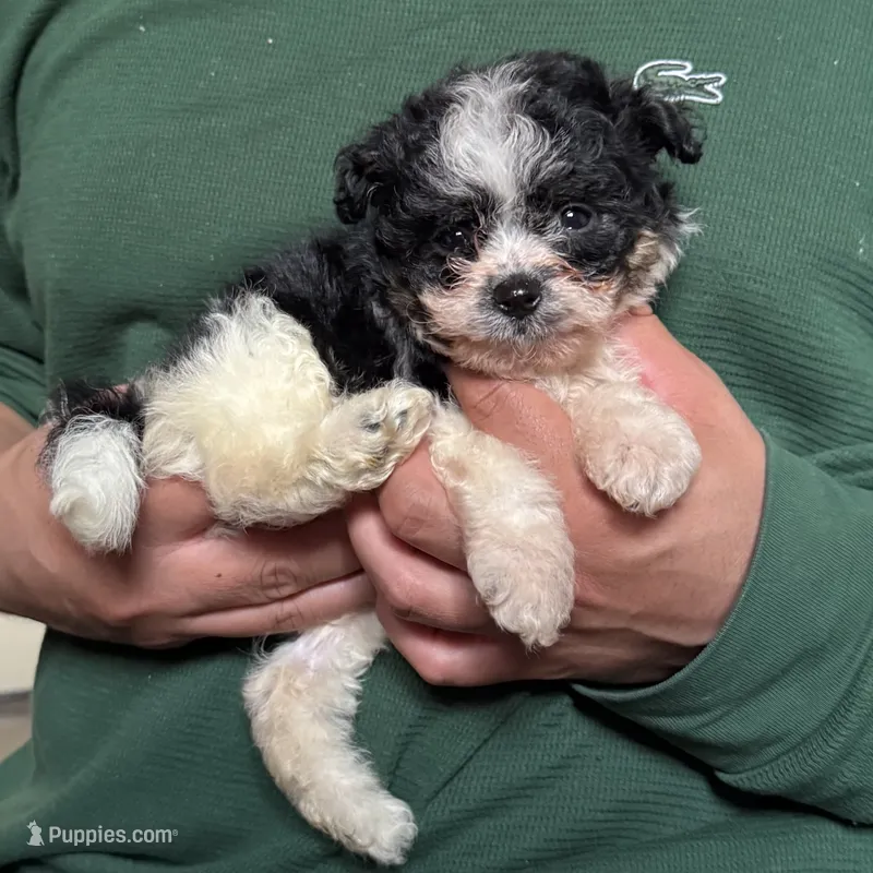 T-Cup Malti-poo – Maltipoo, Shihpoo puppy for sale in Garden Grove, CA