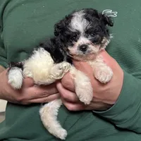 T-Cup Malti-poo, a female Maltipoo and Shihpoo for sale in Garden Grove, CA – 1 of 1
