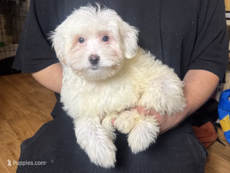 Malti-Poo Puppy  – Maltipoo, Poodle - Toy  puppy for sale in Garden Grove, CA