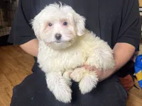 Malti-Poo Puppy , a male Maltipoo and Poodle - Toy  for sale in Garden Grove, CA – 1 of 1
