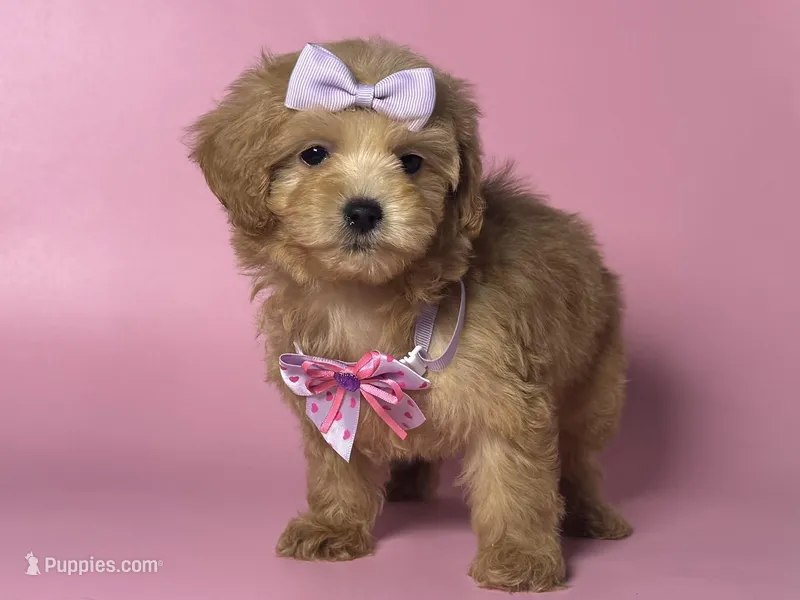 PERFECT Puppy 🐶❤️