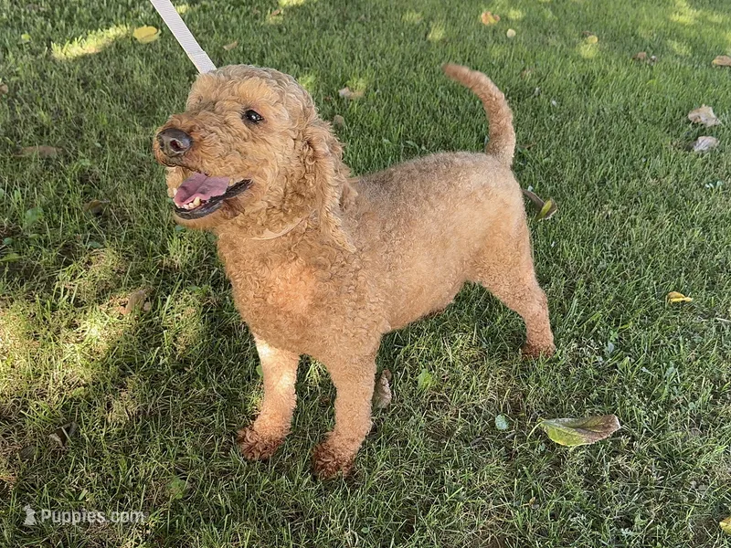 Golden Doodle 🧸 – Goldendoodle, Miniature Goldendoodle puppy for sale in Garden Grove, CA