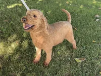Golden Doodle 🧸, a female Goldendoodle and Miniature Goldendoodle for sale in Garden Grove, CA – 1 of 1