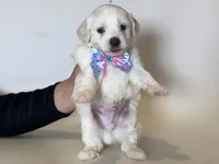 💙 Tiny Male Malti-poo 💙, a male Maltipoo and Poodle - Toy  for sale in Garden Grove, CA – 1 of 1
