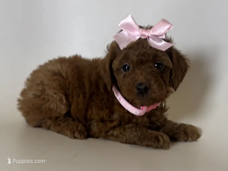 PERFECT Red Toy Poodle 😱🧸 – Poodle - Toy  puppy for sale in Garden Grove, CA