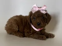PERFECT Red Toy Poodle 😱🧸, a female Poodle - Toy  for sale in Garden Grove, CA – 1 of 2