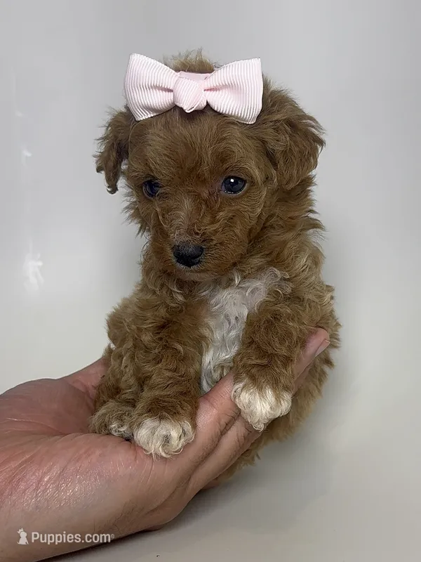 XS TCUP Red Poodle  – Poodle - Toy  puppy for sale in Garden Grove, CA