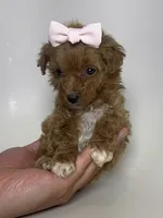 XS TCUP Red Poodle , a female Poodle - Toy  for sale in Garden Grove, CA – 1 of 1