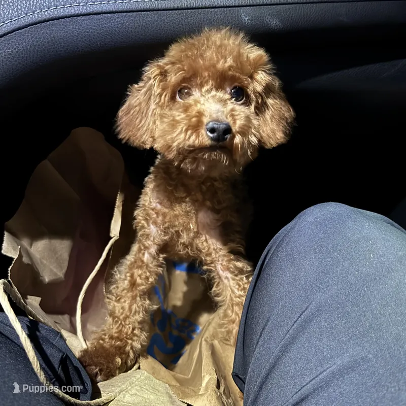 Female Red Toy Poodle 🐩  – Poodle - Toy , Poodle - Miniature  puppy for sale in Garden Grove, CA