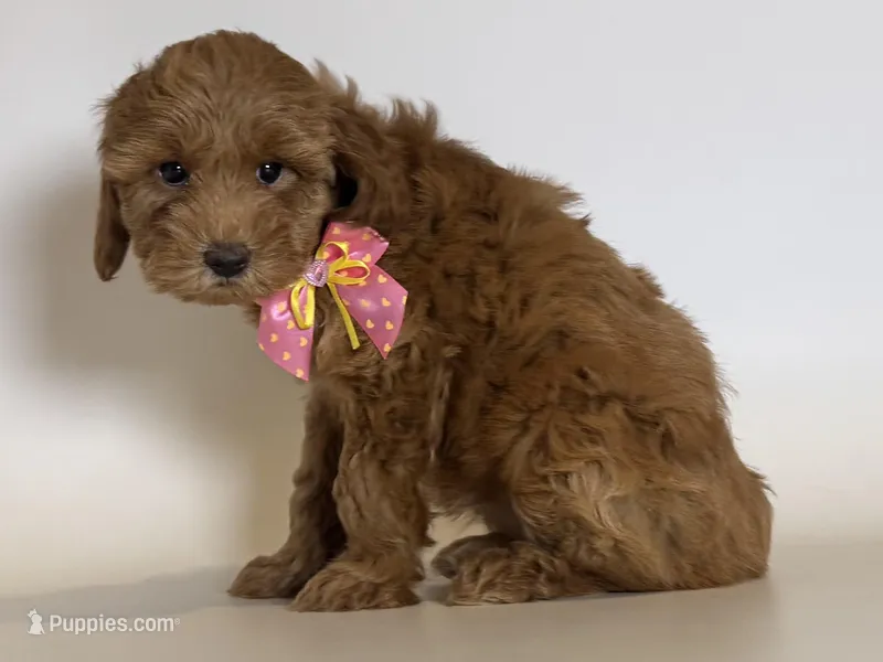 Micro Red Doodle, a female Goldendoodle and Miniature Goldendoodle for sale in Garden Grove, CA – Photo 1 of 1