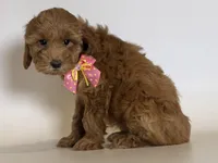 Micro Red Doodle, a female Goldendoodle and Miniature Goldendoodle for sale in Garden Grove, CA – 1 of 1